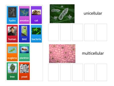 [08] unicellular and multicellular (examples)