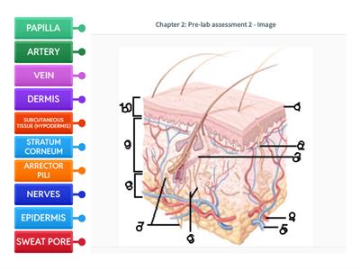 Label the Skin Diagram