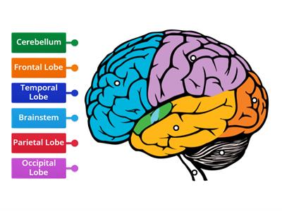 Label the Brain