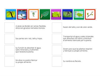 Partes de la planta y sus funciones