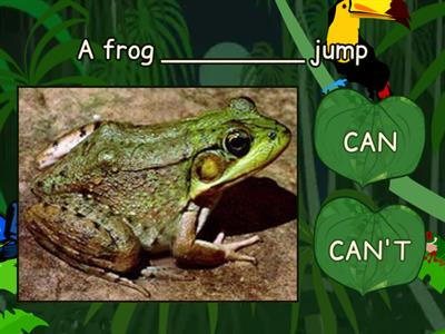 CAN AND CANT- ANIMALS