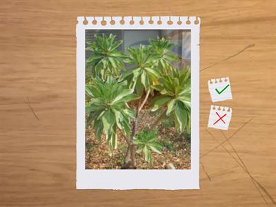 造圓丙檢植物識別