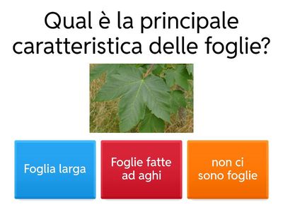 La foresta di latifoglie