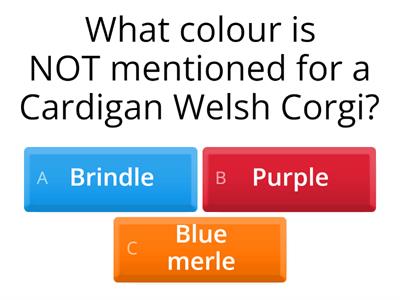 Corgi Reading Comprehension