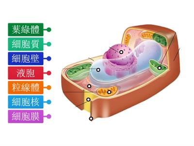 細胞構造連連看