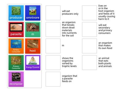 Energy Transfer in Ecosystems