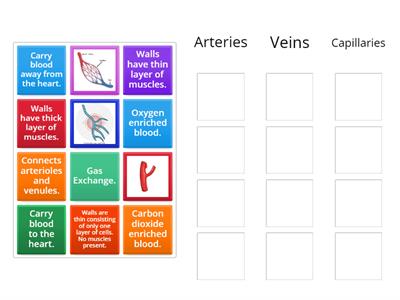 Blood Vessels Matching game