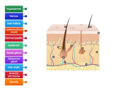 Hair and Skin Structure