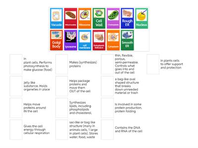 Cell Organelle- Functions