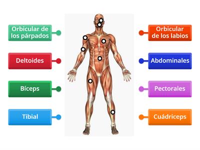 Sistema Muscular 