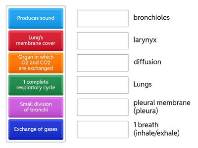 respiratory system functions