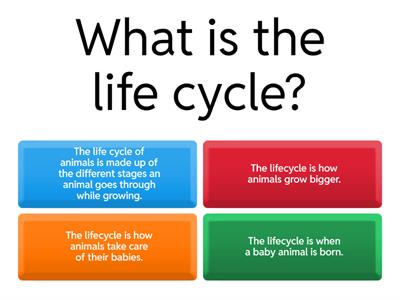 Life Cycles