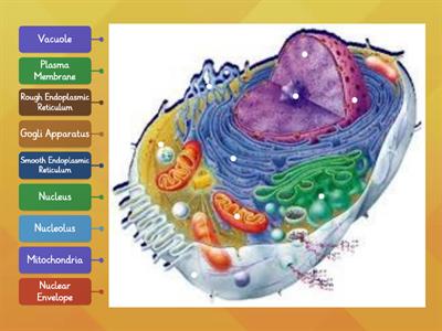 Cell Organelles