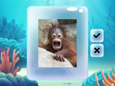 Adjectives: Describe the Picture