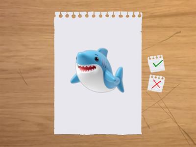 Cambridge Experience - YLE