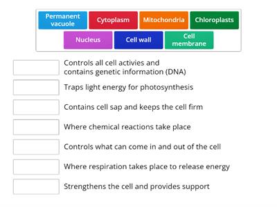 Dowdall cell part functions