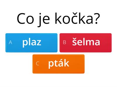 kočka