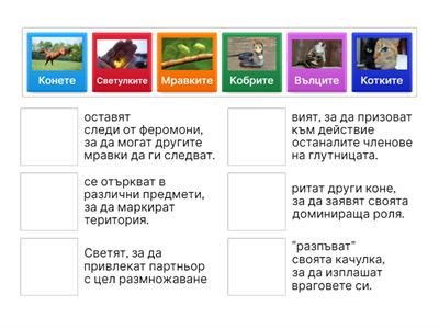 Езикът на животните