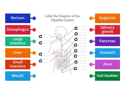 Digestive system