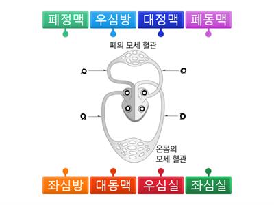 순환기관