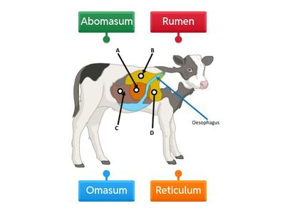 Young Ruminant Digestive System