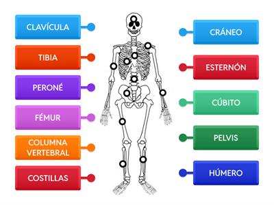 LOS HUESOS 3º PRIMARIA 