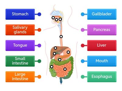 The Human Digestive System