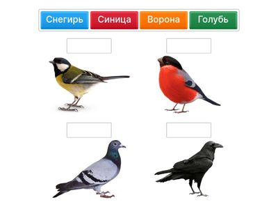 Что за птица?