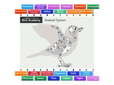 Bird Skeleton