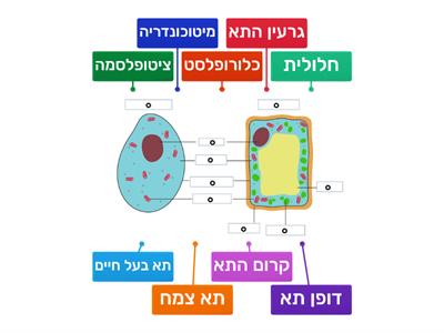 תא צמח ותא בע"ח