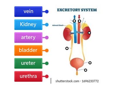 Excretory System diagram