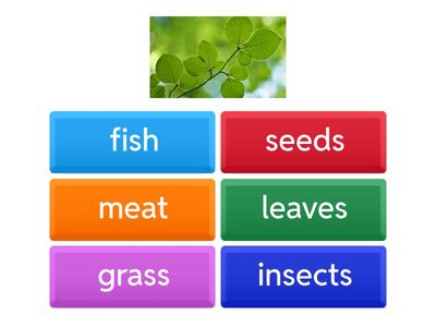 Tiger 2. What pets eat?