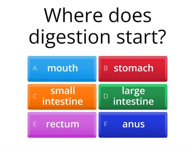 Digestion Quiz