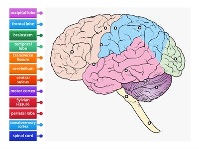  Label the Brain - Structures