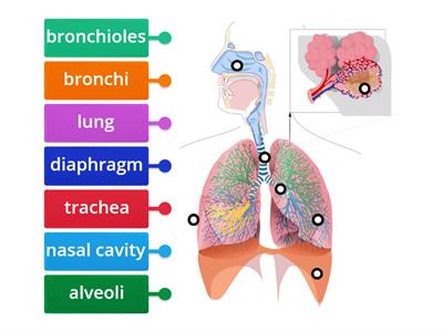 Respiratory system