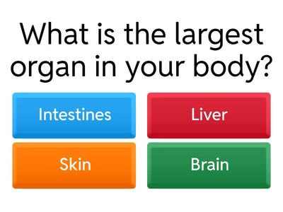 Types of Tissue - Epithelial 
