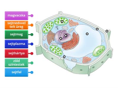 Növényi sejt felépítése