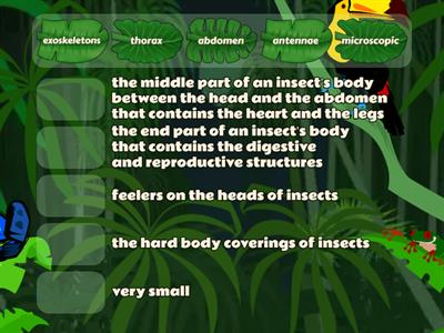 What Makes an Insect an Insect