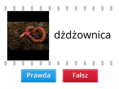 Czy podany wyraz został napisany poprawnie?