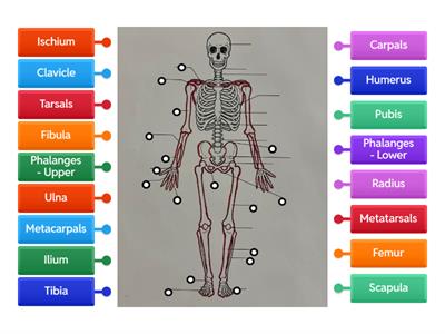 Appendicular Skeleton