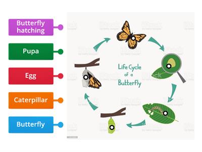 life cycle of butterfly