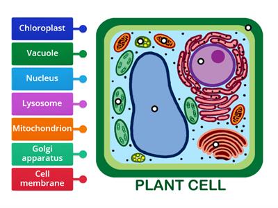 Parts of a plant cell