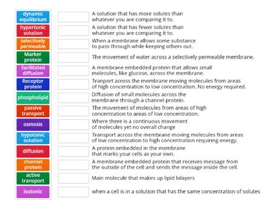 Cell transport vocabulary