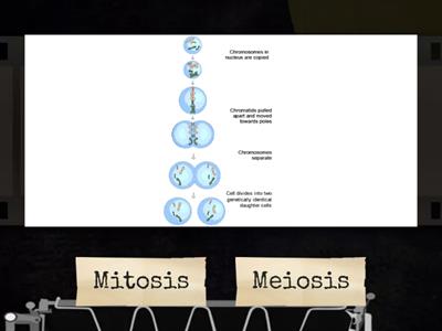 Mitosis vs. Meiosis