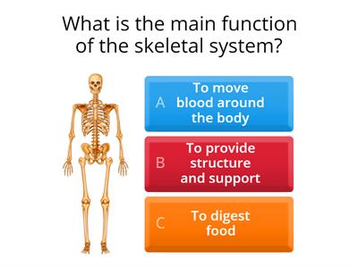 Quiz Skeletal, Muscular and Nervous System
