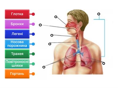 Органи дихання людини (загальний план)