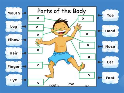 Body Parts