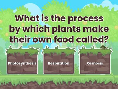 QUIZ- Photosynthesis