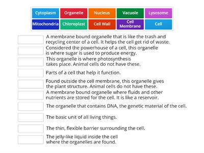  Cell Organelles Match Up game