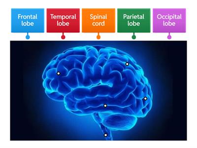 Reading Brain - Label Parts